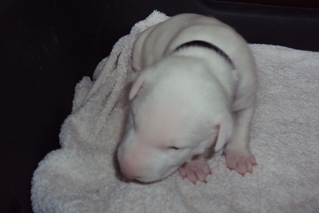 Du Clos De Sémilly - Bull Terrier - Portée née le 08/08/2021