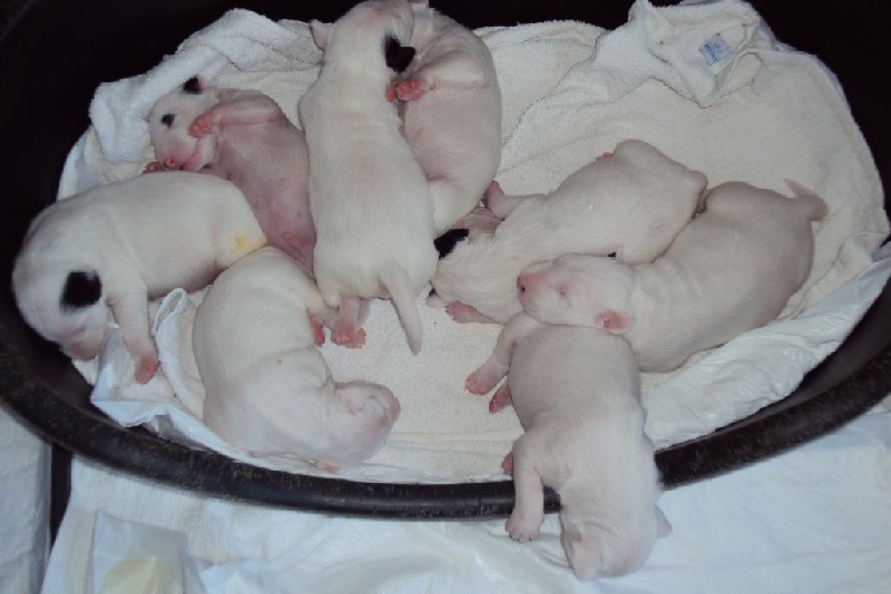 Chiot Bull Terrier Du Clos De Sémilly